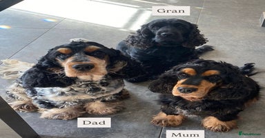 Cocker Spaniel dogs - Advert 15
