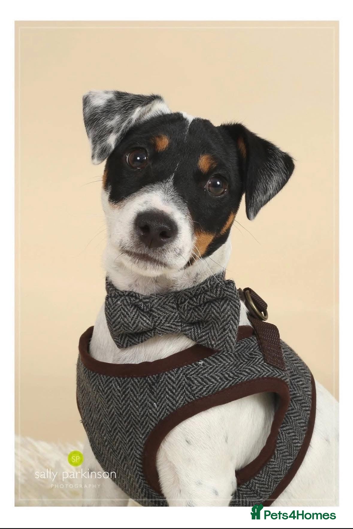 Jack Russell dogs Stud available  - Advert 1