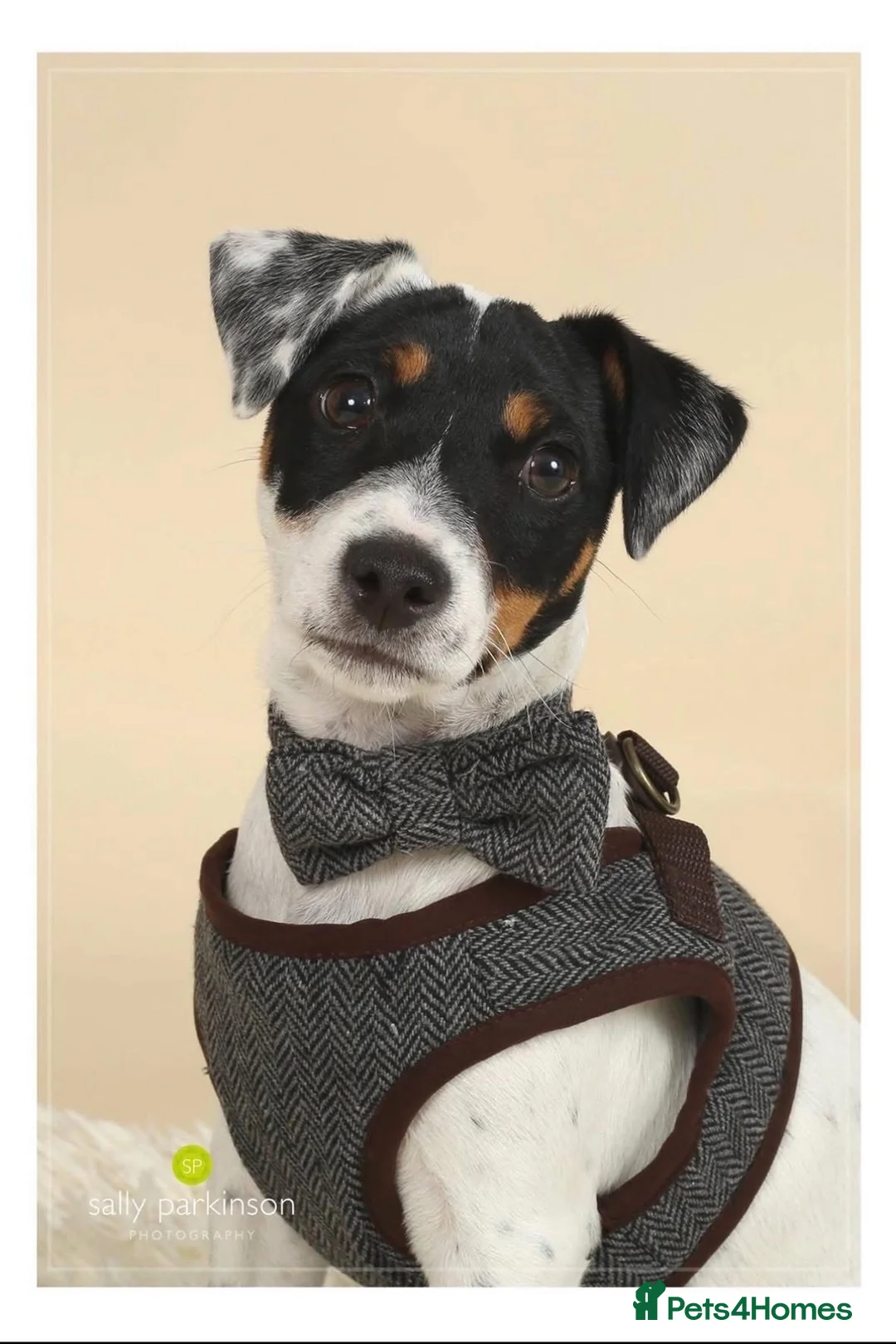 Jack Russell dogs for stud: Stud available  - Advert 1