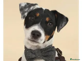 Jack Russell dogs Stud available - Advert 7