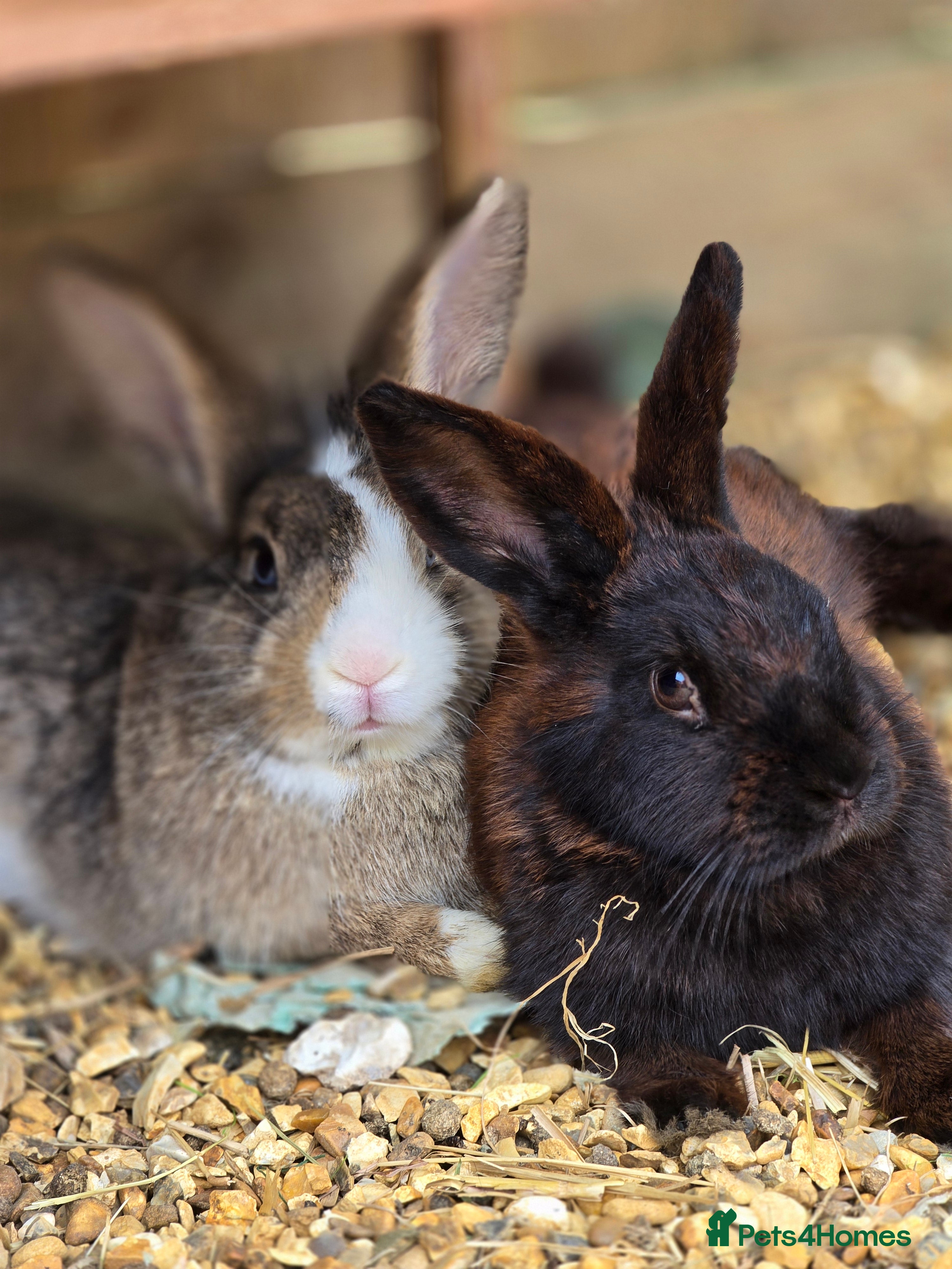 Mixed Breed rabbits Unneutered bonded pair  - Advert 2