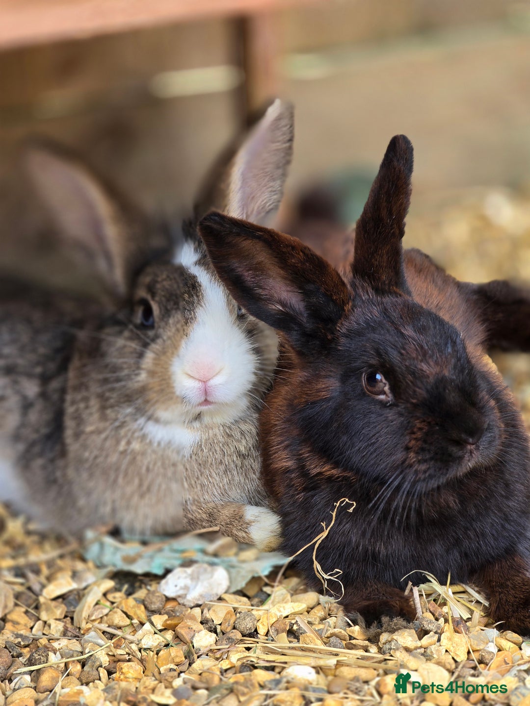 Mixed Breed rabbits for sale: Unneutered bonded pair  - Advert 1
