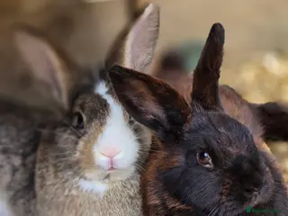 Mixed Breed rabbits Unneutered bonded pair - Advert 12