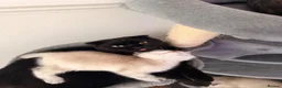 Scottish Fold cats for sale: Gorgeous Scottish Kittens - Advert 4