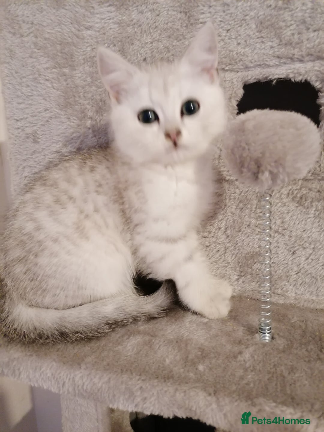 Mixed Breed cats for sale: Ragdoll x persian - Advert 5
