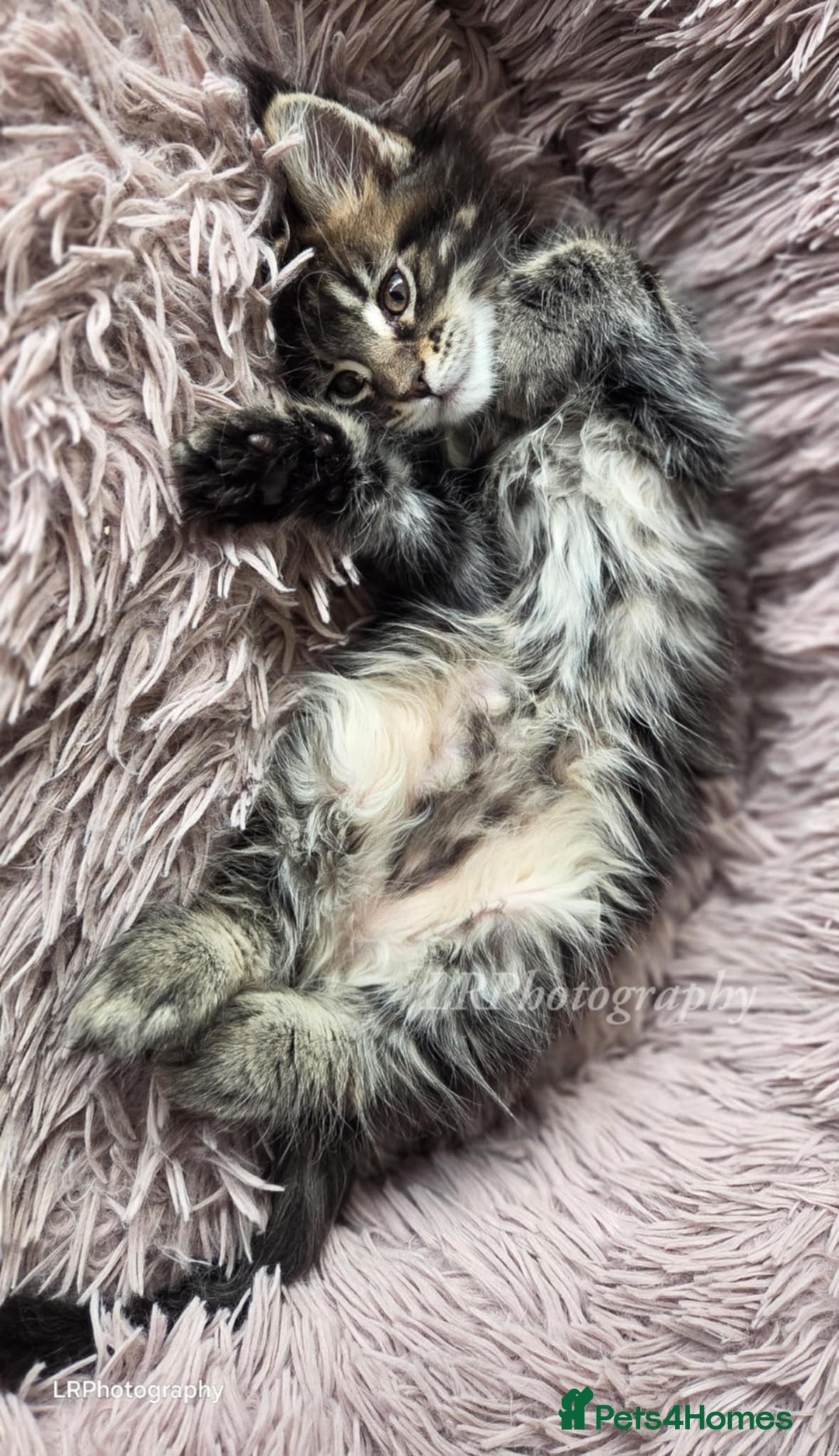 Maine Coon cats for sale: TICA REGISTERED MAINE COONS - Advert 16