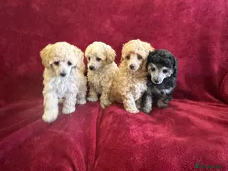 Toy Poodle dogs 🐩 extensively health tested Kc Toy poodle Puppies - Advert 1