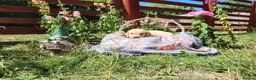 Springador dogs for sale: 6 beautiful springador Puppies fo4 sale - Advert 23