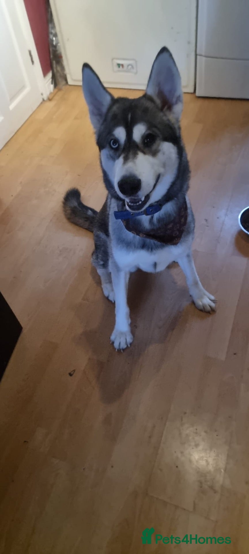 Siberian Husky dogs Dog for sale  - Advert 5