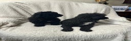 Toy Poodle dogs for sale: Black toy poodle puppies  - Advert 5