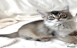 Burmese cats for sale: Stunning Show Quality Kittens - Image 5