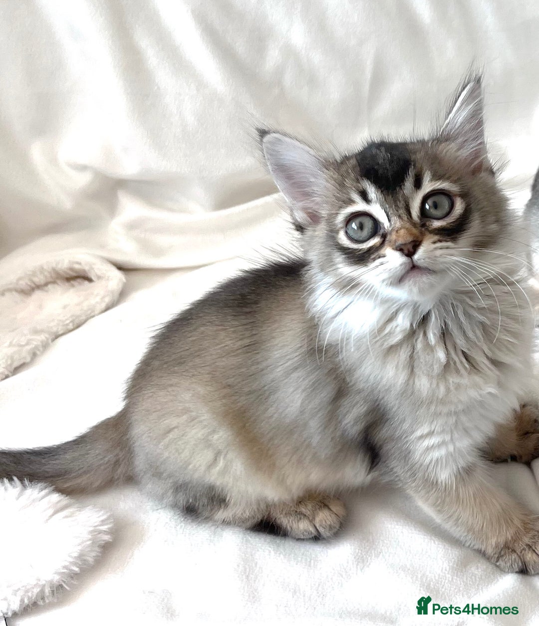 Burmese cats for sale: Stunning Show Quality Kittens - Image 5