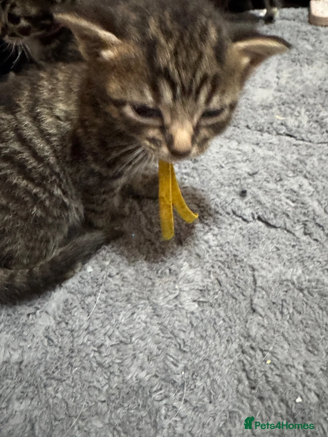 Mixed Breed cats for sale: Gorgeous kittens looking for new homes  - Advert 7