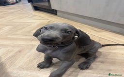 Weimaraner dogs for sale: 🐾 KC Weimaraners, ready now 🐾  - Advert 41