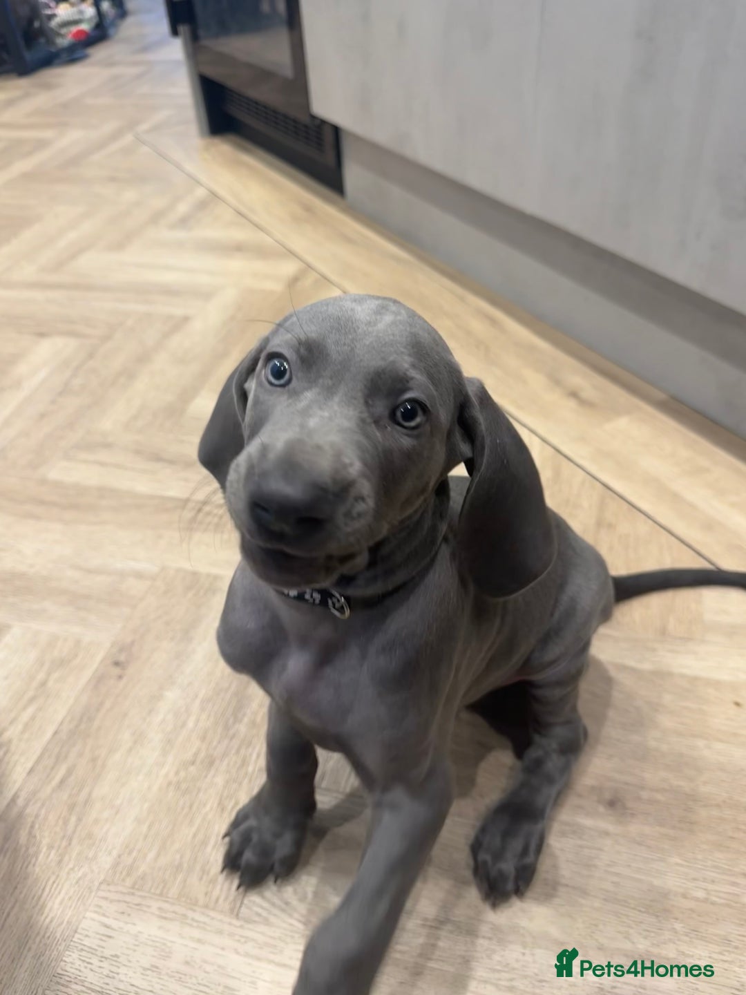 Weimaraner dogs for sale: 🐾 KC Weimaraners, ready now 🐾  - Advert 41