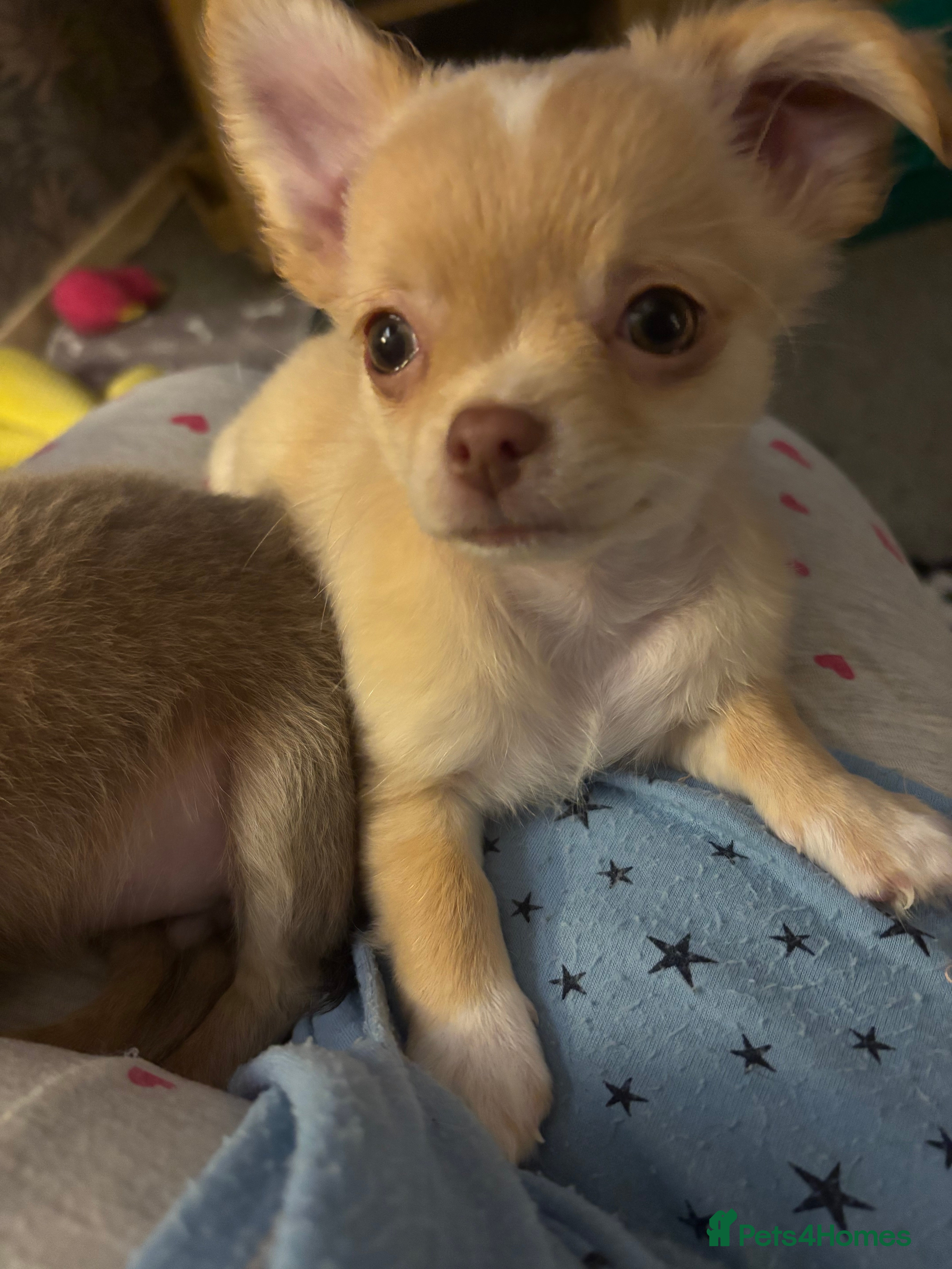 Chihuahua dogs KC Registered Chihuahua puppies available  - Advert 2