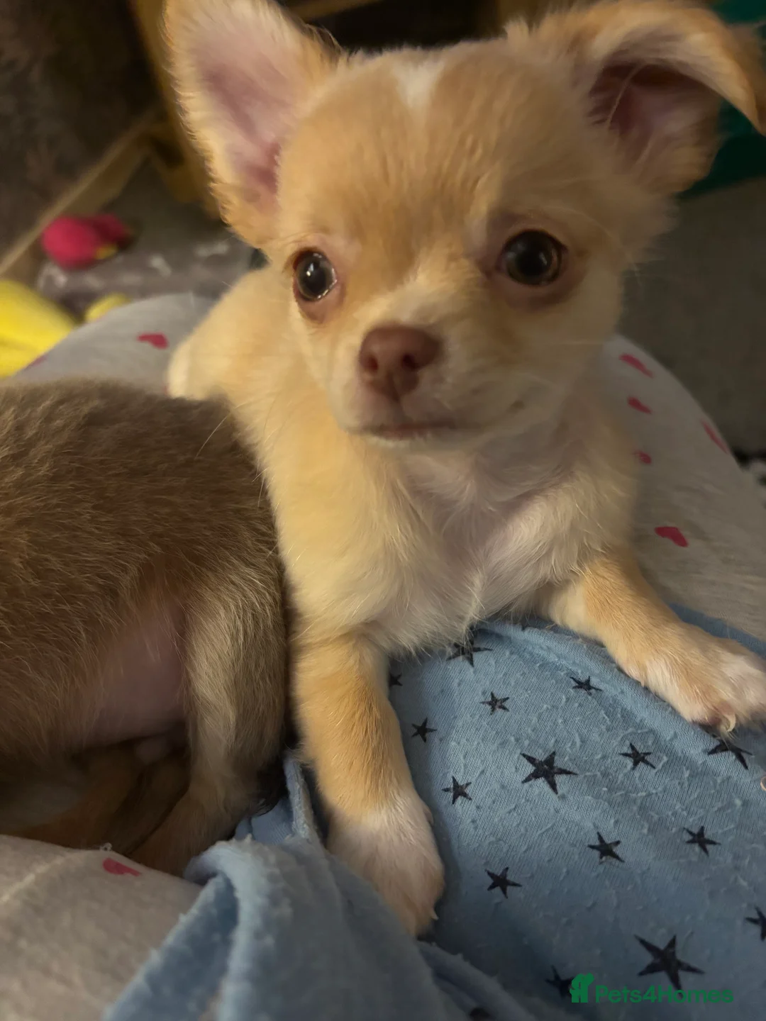 Chihuahua dogs for sale: Only 3 KC Registered perfect boys available  - Advert 7