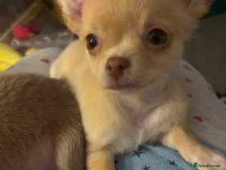 Chihuahua dogs KC Registered Chihuahua puppies available - Advert 16