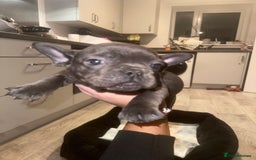 French Bulldog dogs for sale: FRENCH BULLDOG PUPPYS❤️ ready find forever home❤️ - Advert 7