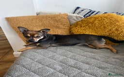 Mixed Breed dogs for sale: Jackchi - Image 3