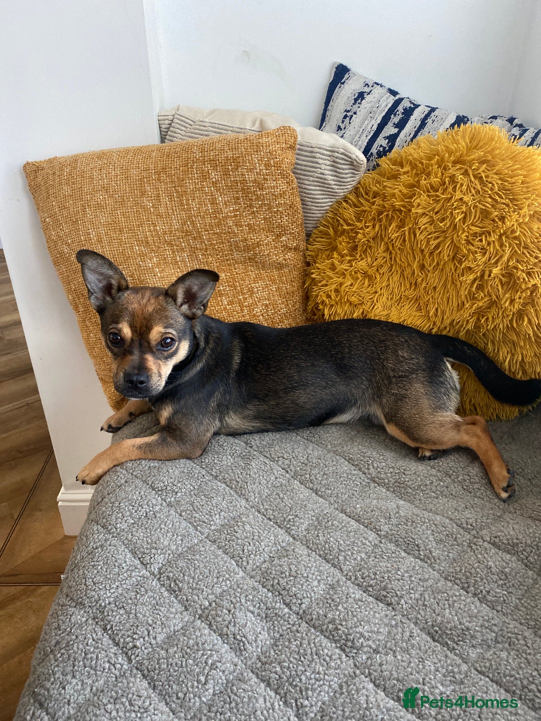Mixed Breed dogs for sale: Jackchi - Image 3