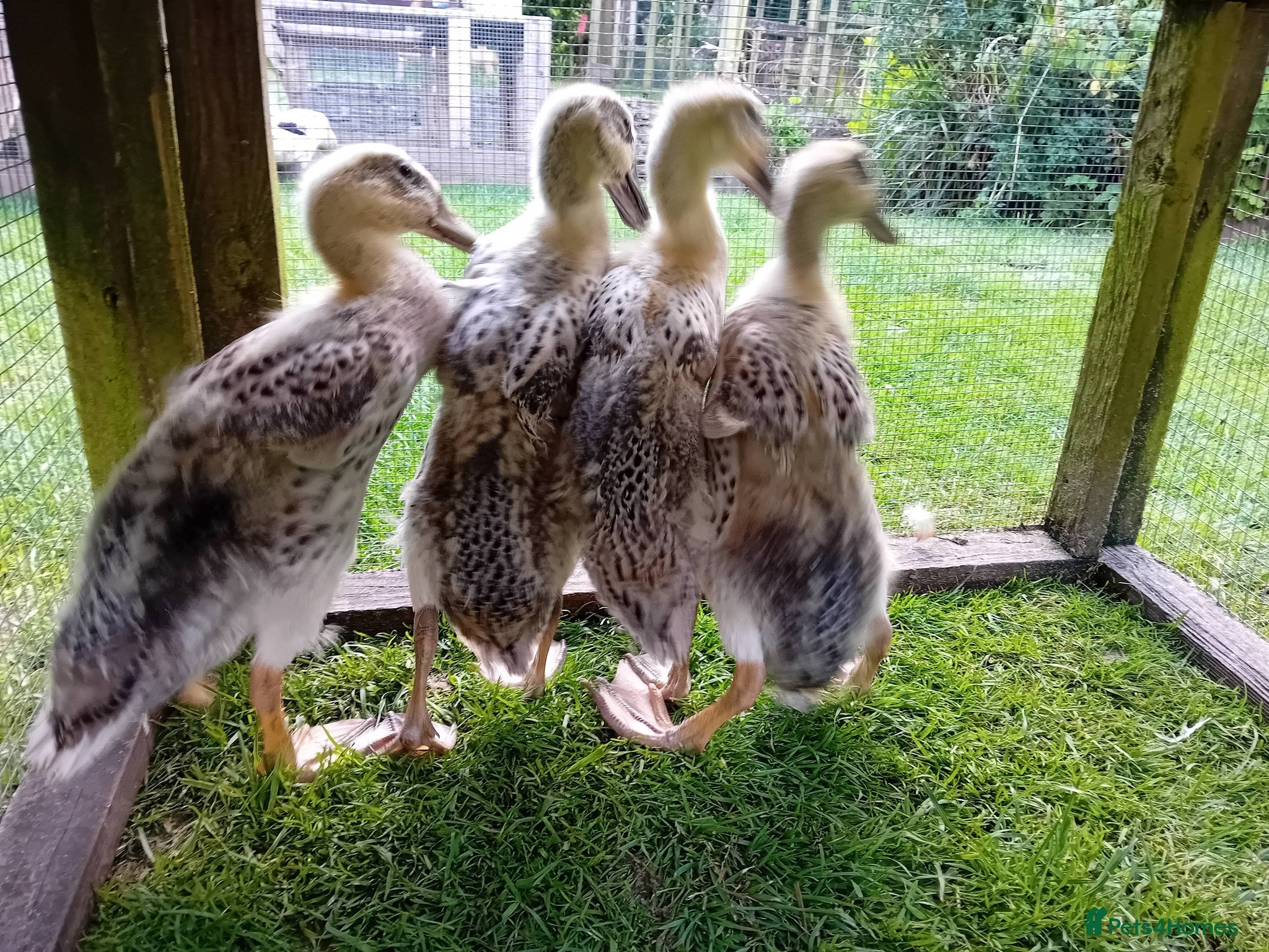 Ducks poultry for sale: 2x Pure Silver Indian Runner duck breeding pairs - Advert 4