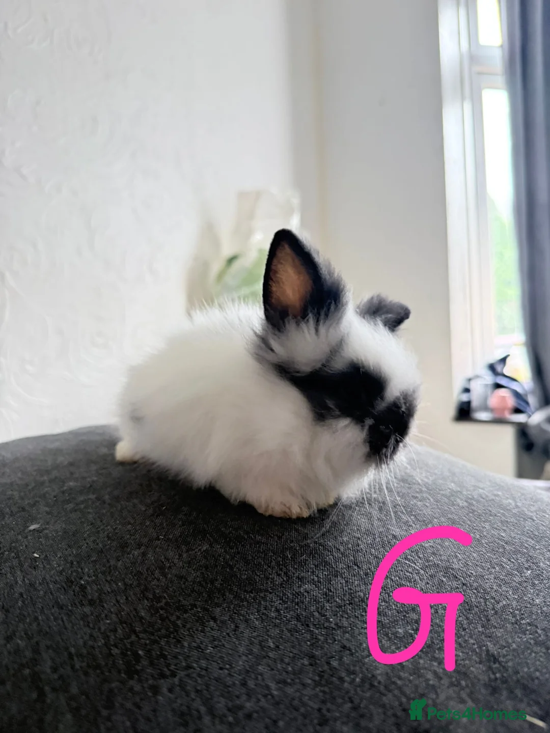 Lionhead rabbits for sale: BEAUTIFUL LIONHEAD BABY FOR SALE - Advert 8