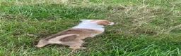Welsh Collie dogs for sale: Welsh sheepdog puppies for sale  - Advert 3