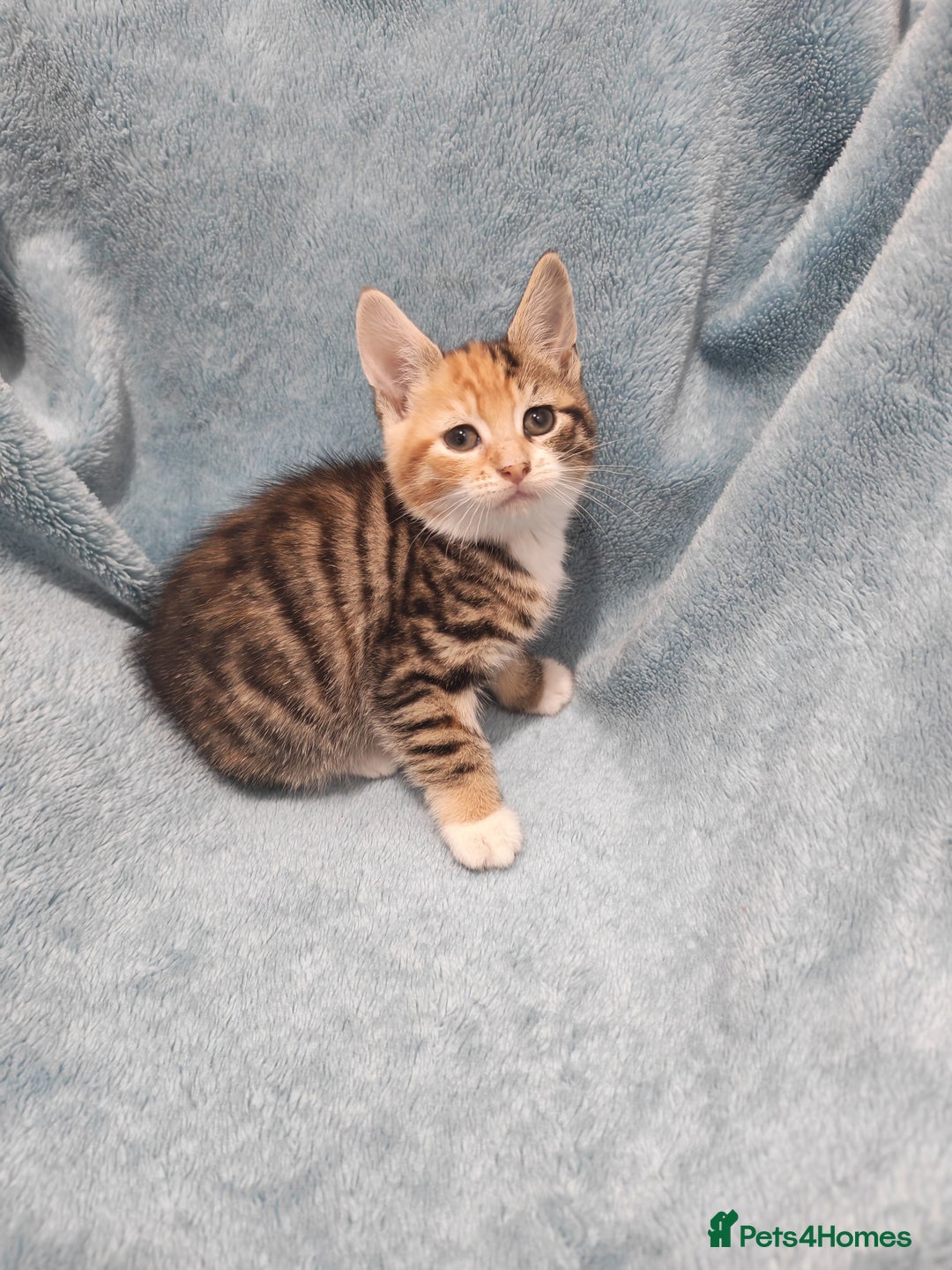 Mixed Breed cats for sale: Beautiful kittens VIDEOS - Advert 17