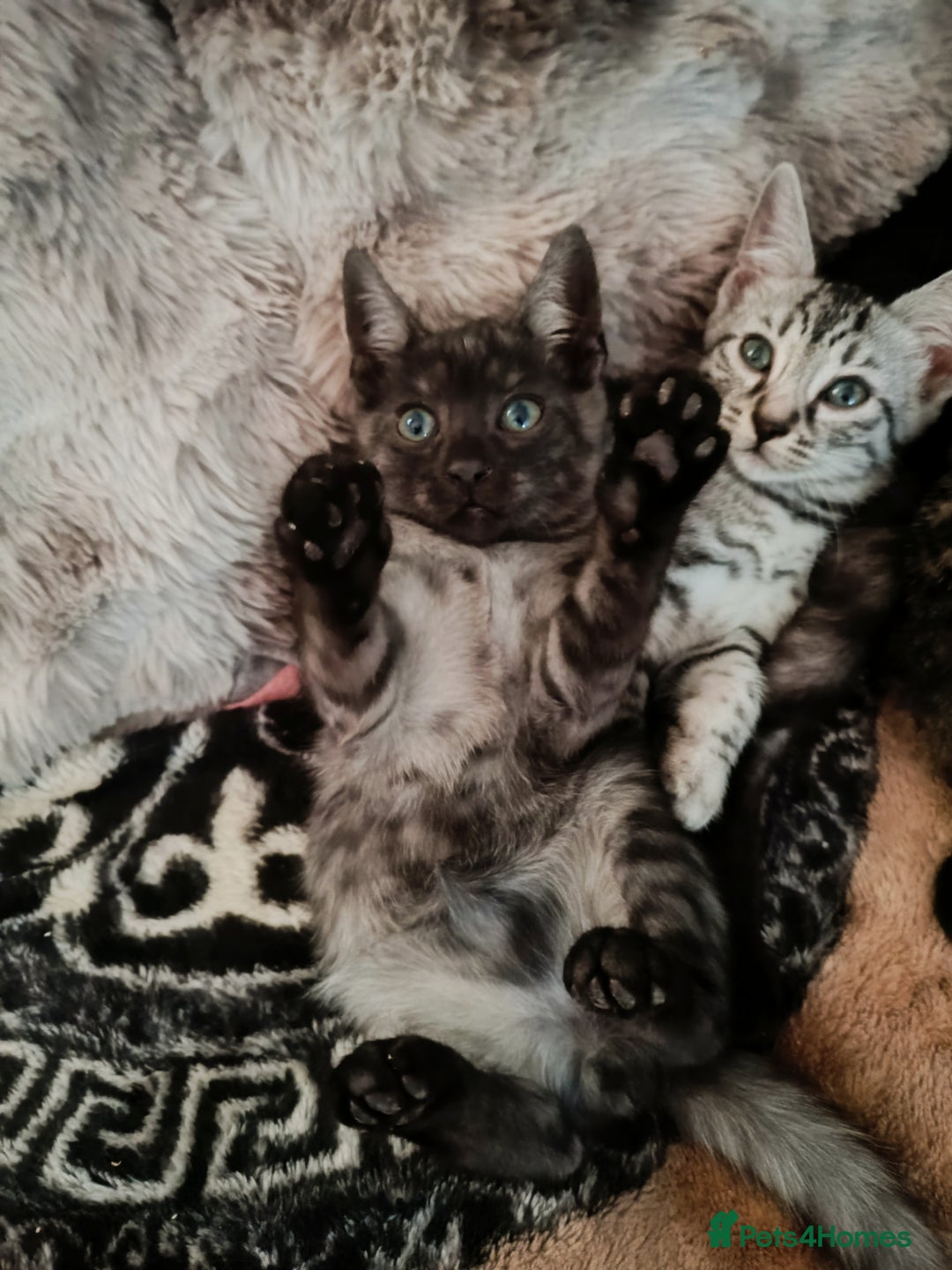 Bengal cats for sale: Three Bengals - Image 10