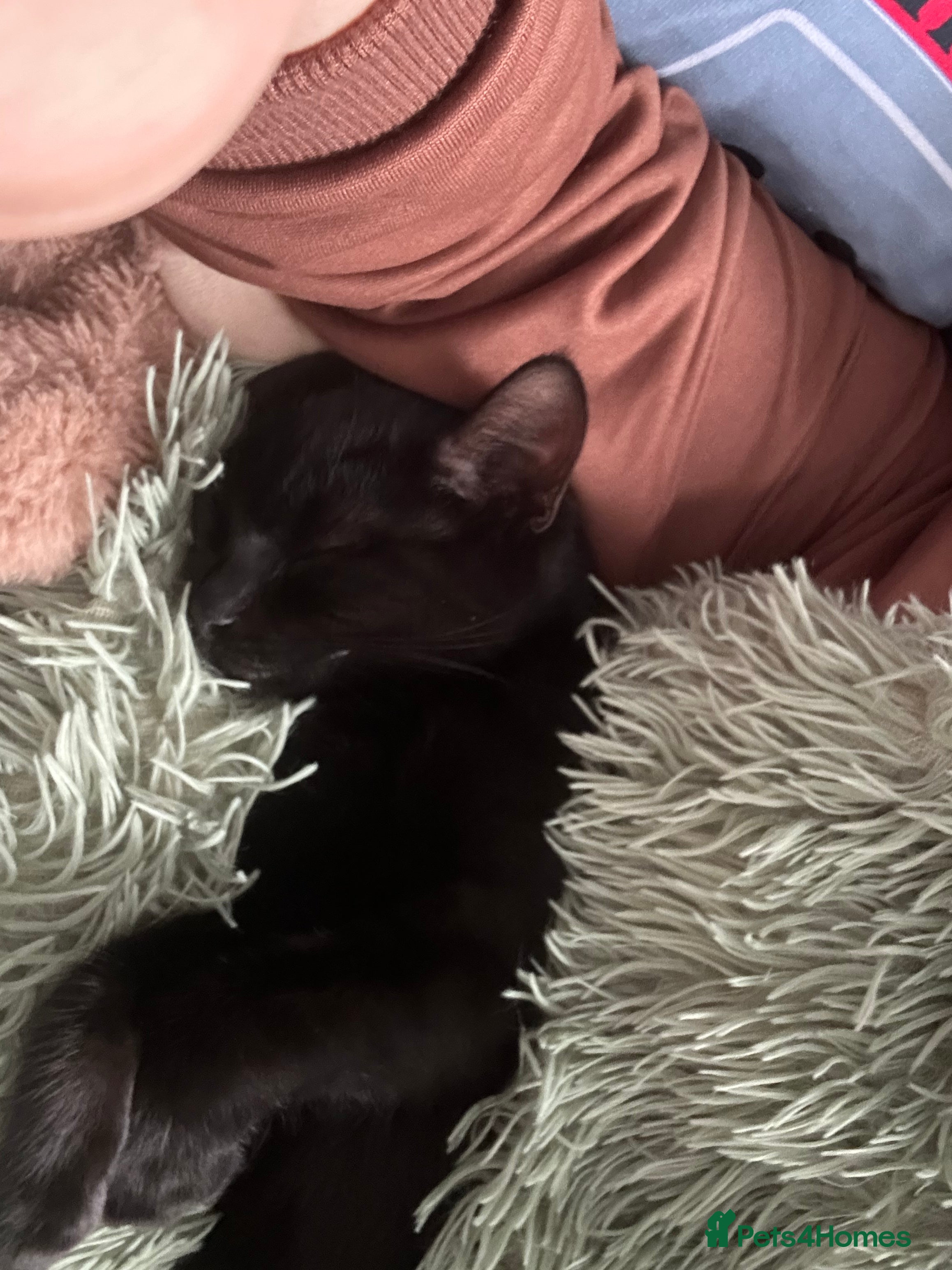 Mixed Breed cats Shadow  - Advert 16