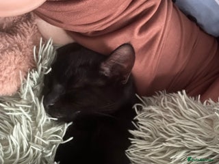 Mixed Breed cats Shadow - Advert 2