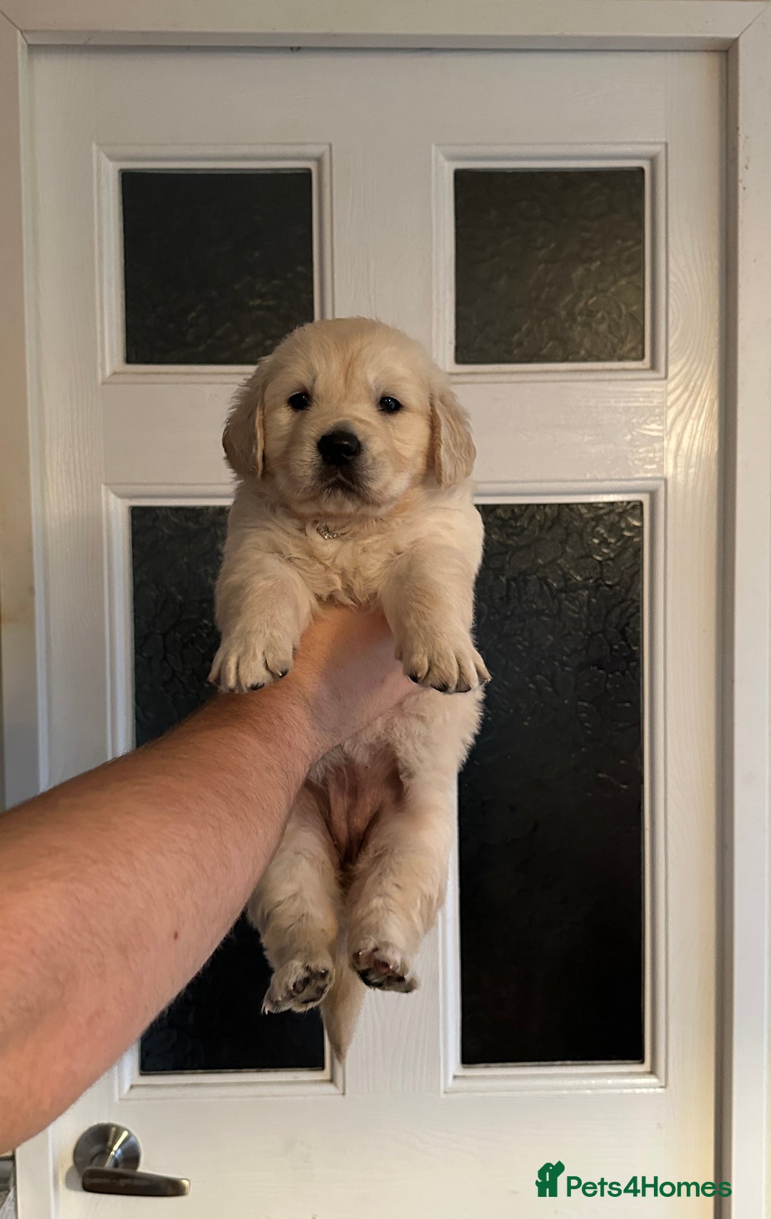 Golden Retriever dogs for sale: Stunning golden retriever puppies for sale  - Advert 21