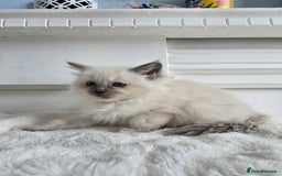 Ragdoll cats for sale: Irresistable Blue Mitted Ragdoll Kittens🙀😻🙀 - Image 21