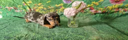 Miniature Dachshund dogs for sale: Stunning smooth haired miniature dacshund - Advert 4