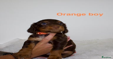 Cocker Spaniel dogs - Advert 14
