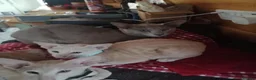 Oriental cats for sale: Beautiful oriental Siamese kitten - Advert 3