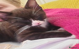 British Shorthair cats for sale:  1 year old cat - Image 2