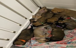 Jack Russell dogs for sale: Jack Russell puppies for sale.  - Image 15