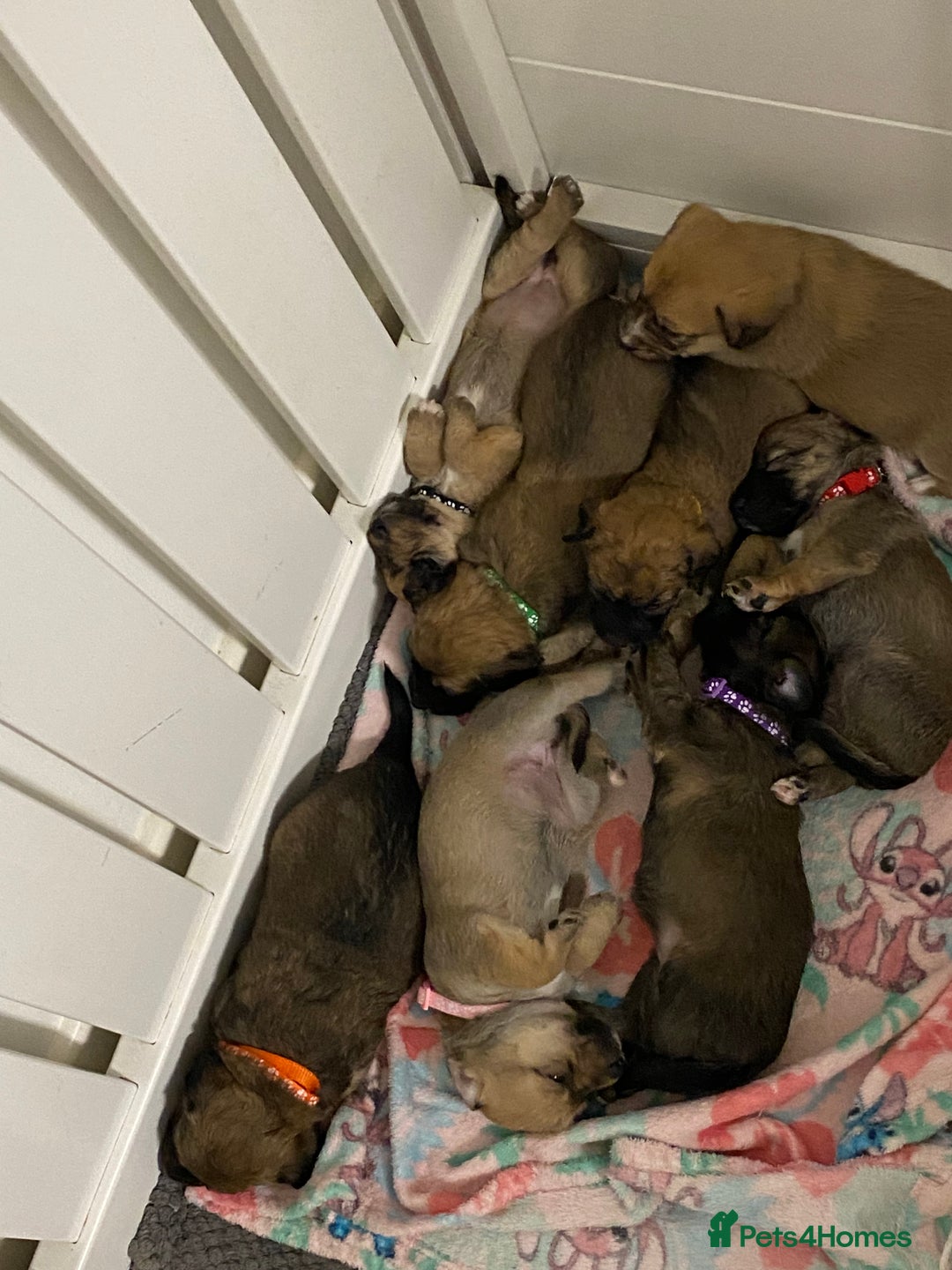 Jack Russell dogs for sale: Jack Russell puppies for sale.  - Image 15