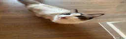 Ragdoll cats for sale: Stunning ragdoll babies for sale  - Advert 1
