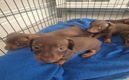 Miniature Dachshund dogs for sale: 5 Gorgeous chocolate and tan miniature dachshunds - Image 7