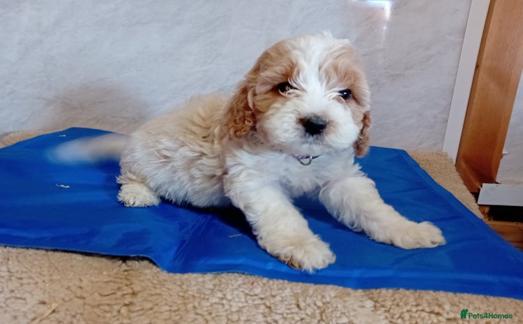 Cavapoo dogs - Advert 9