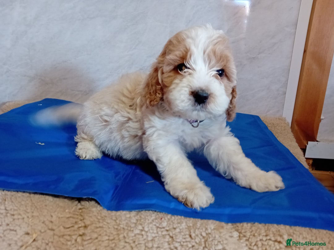 Cavapoo dogs for sale: F1B CAVAPOO PUPPIES  - Image 1