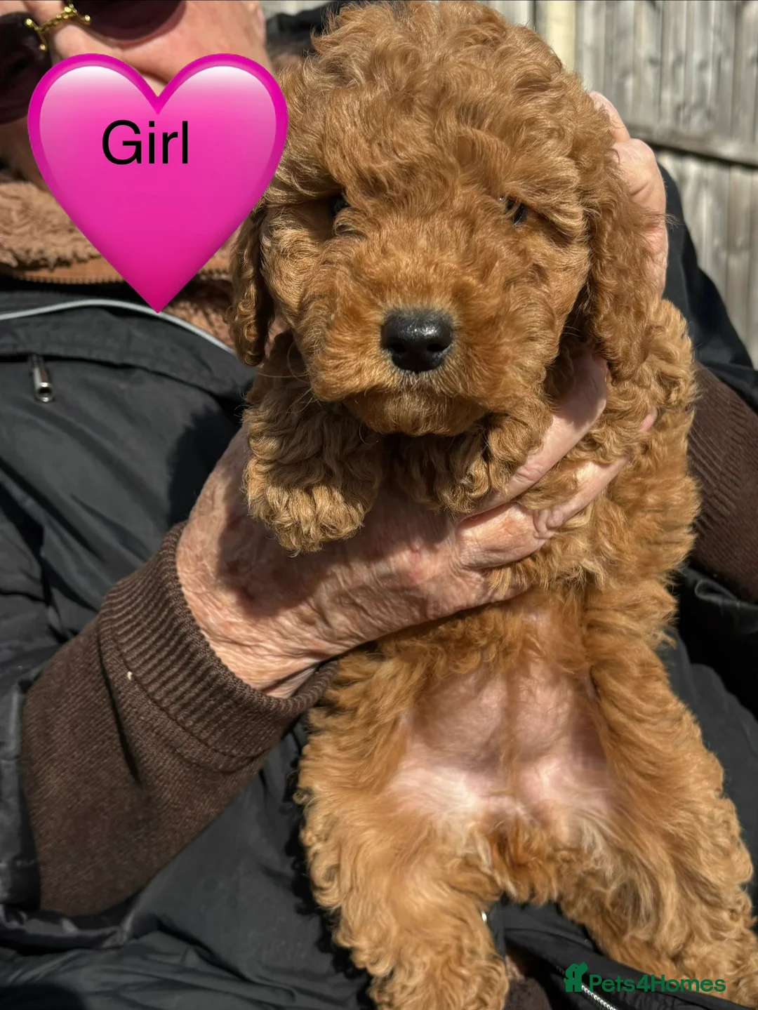Mixed Breed dogs for sale: cockapoo  - Advert 20