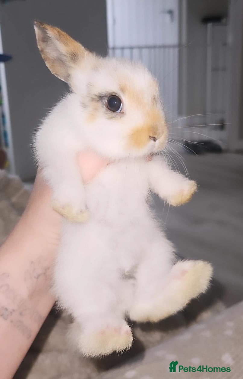 Mini Lop rabbits baby rabbits (ready now) - Advert 1