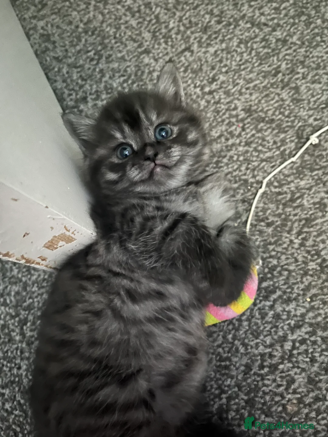 British Shorthair cats for sale: 3 beautiful kittens for sale Bsh/norwegian   - Advert 21