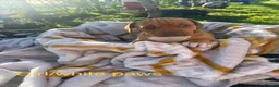Mixed Breed dogs for sale: 🐾 4 BEAUTIFUL AMERICAN BULLDACH PUPPIES  - Advert 3