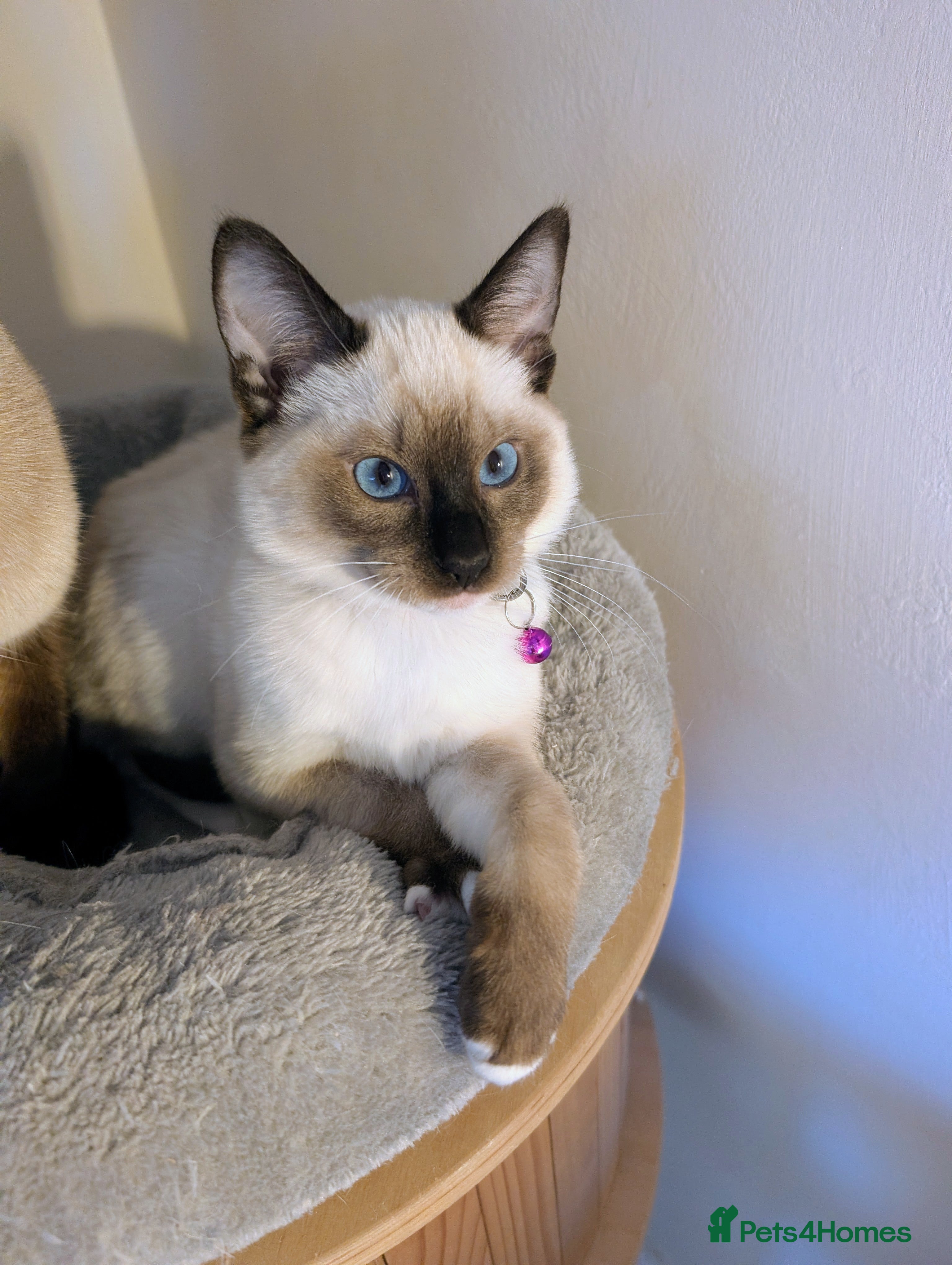 Ragdoll cats 1 Beautiful Female Kitten Available - Ready Now💜 - Advert 1