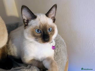 Ragdoll cats 1 Beautiful Female Kitten Available - Ready Now💜 - Advert 1